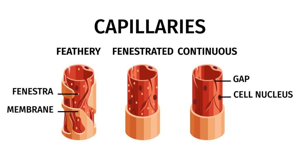 Vector illustration of realistic blood vessels composition consists of capillaries.