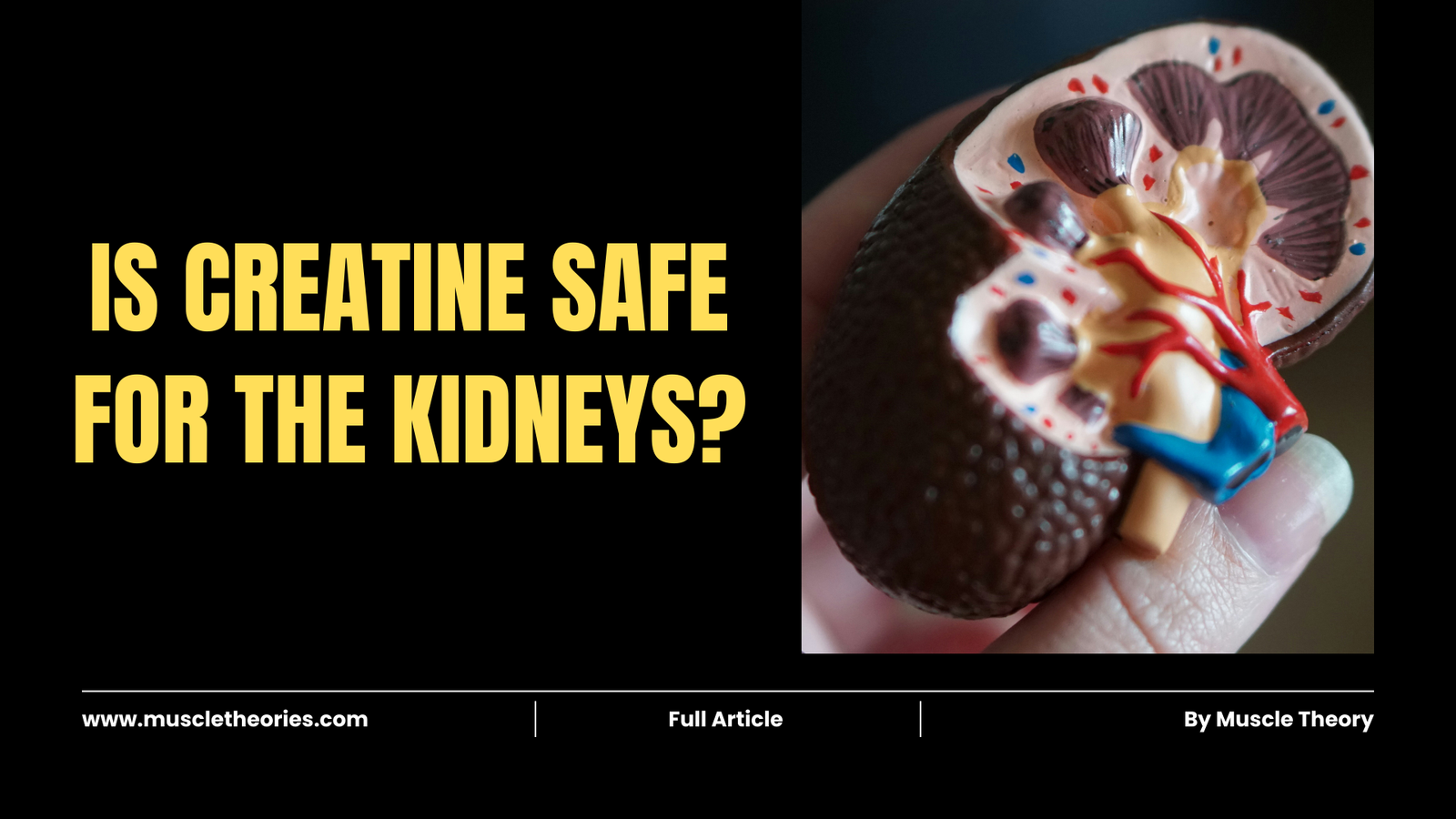 A featured image with a kidney model in hand to discuss the topic of "Is creatine safe for the kidneys?".